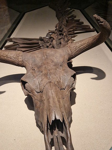Das Ur vom Schlaatz, 9.400 v.Chr., Archäologisches Landesmuseum Brandenburg